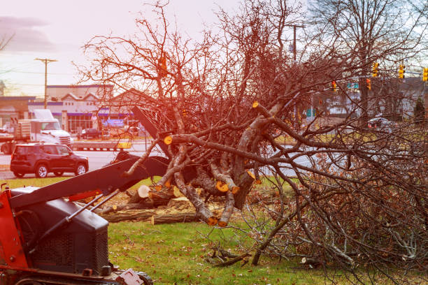 Best Mulching Services  in Hampton, MD