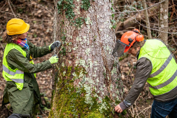 Professional Tree Care in Hampton, MD