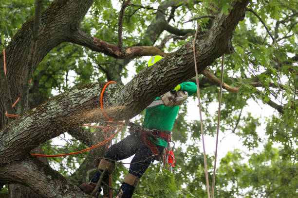 Best Storm Damage Tree Cleanup  in Hampton, MD