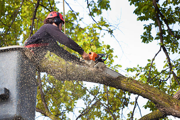 Best Lawn Pest Prevention  in Hampton, MD
