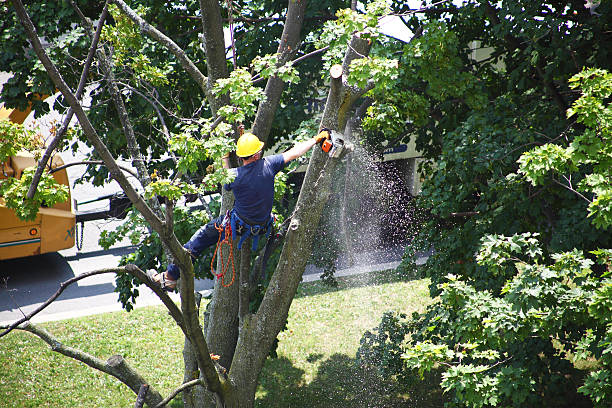 Best Lawn Maintenance Plans  in Hampton, MD