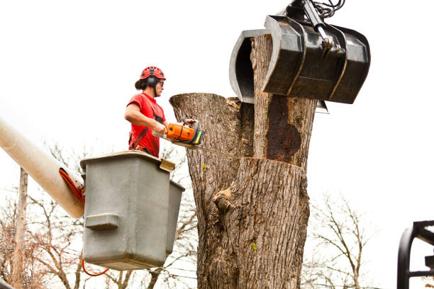 Best Hazardous Tree Removal  in Hampton, MD